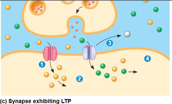 <ul><li><p>Form of learning, involves an increase in the strength of synaptic transmission</p></li></ul><ul><li><p>involves 2 glutamate receptors</p></li><li><p>if the postsynaptic neuron is heavily stimulated, the set of receptors present on the postsynaptic membranes changes</p></li></ul><p></p>