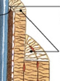 <p>Which part of the compact bone is:</p><ul><li><p>Layers of the matrix</p></li></ul><p></p>