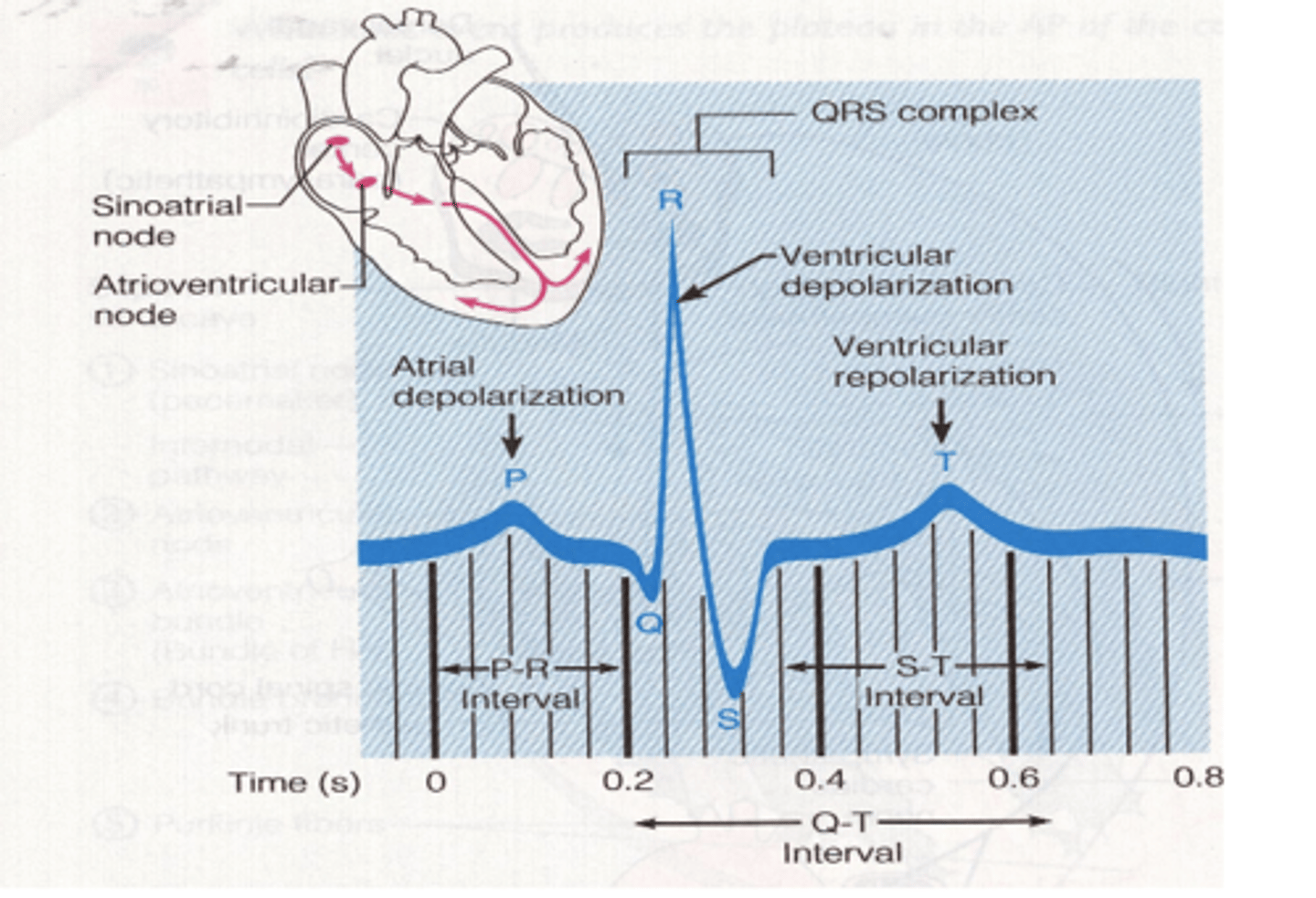<p>What does the T wave represent in a ECG (EKG)? </p>