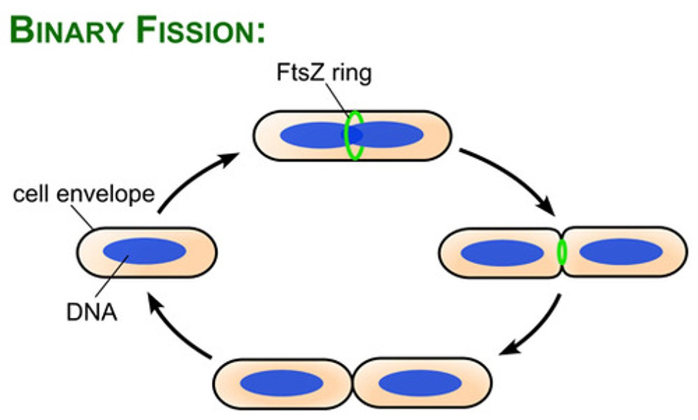 <p>Prokaryotic microtubules that help form the cytokinetic ring during cell division to pinch the cells in the middle and divide them into two</p>