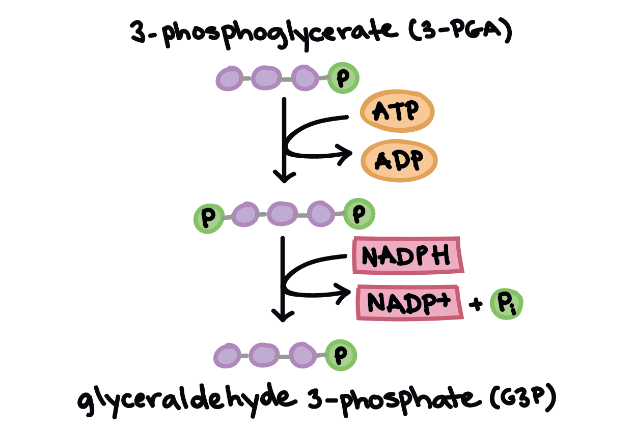 <p>For 1 PGA,</p><ol><li><p>1 ATP turns into ADP</p></li><li><p>1 NADPH turns into NADP+</p></li><li><p>1 PGA turns into 1 G3P</p></li></ol><p></p><p>since there’s 2 PGA from carbon fixation, double it</p><p><br>Net production:</p><ul><li><p>2 ADP</p></li><li><p>2 NADP+</p></li><li><p>2 G3P</p></li></ul><p></p><p></p><p></p>