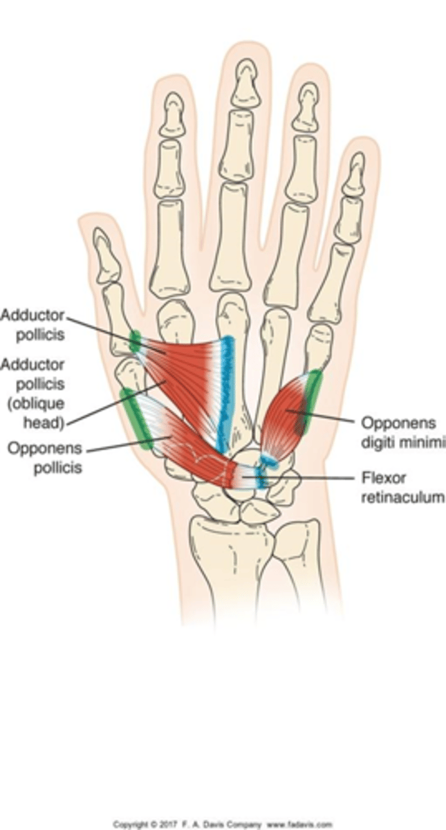 <p>▪O: Hamate and flexor retinaculum</p><p>▪I: Fifth metacarpal</p><p>▪A: Digit V opposition</p><p>▪N: Ulnar nerve</p>