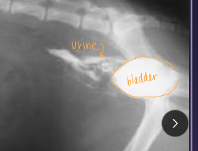 <p><span>Uroabdomen</span></p>