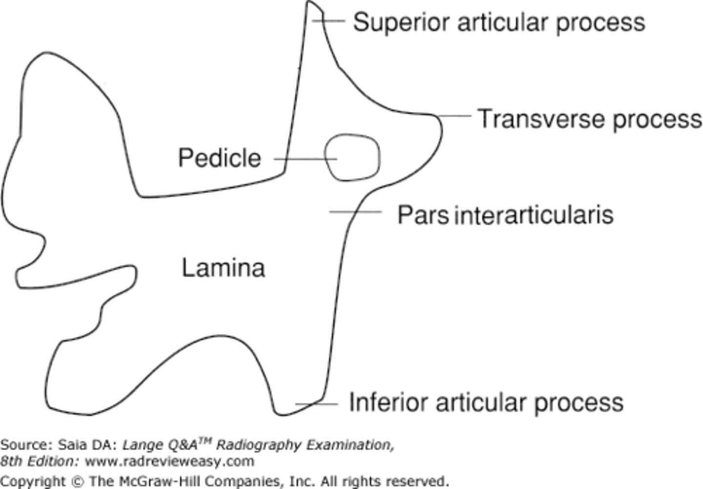 <p>Superior articular process- Ear, Transverse process- Nose, Pedicle- Eye, Inferior articular process- Front Leg, Pars Interarticularis- Neck</p>