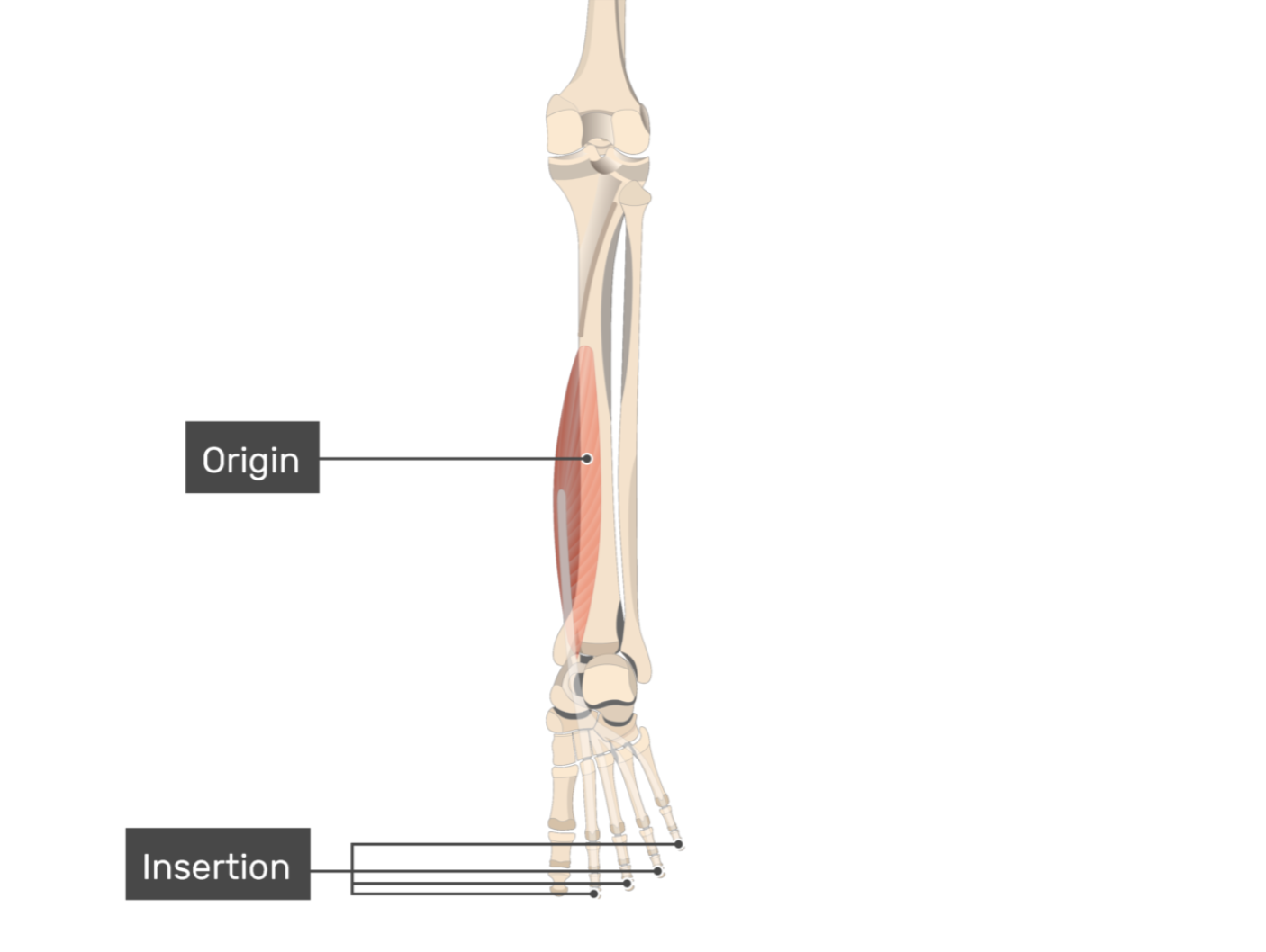 <p>flexor digitorum longus</p>