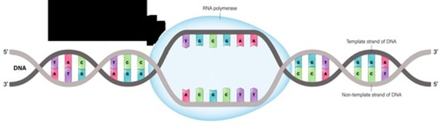 <p>RNA polymerase attaches to the promoter region of DNA.</p>