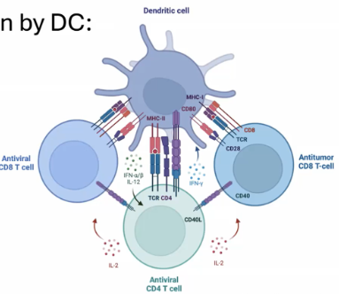 <ul><li><p>Through <strong>cross-presentation</strong>, dendritic cells <strong>phagocytose exogenous antigens</strong> and redirect them into the <strong>cytosol</strong>.</p></li><li><p>This process deviates from the typical <strong>MHC Class II pathway</strong>.</p></li><li><p>The processed antigen is then presented on <strong>MHC Class I</strong>, facilitating recognition by <strong>CD8 T cells</strong>.</p></li></ul><p></p>