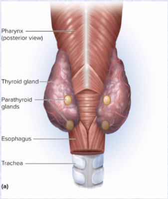 <p>(posterior side of thyroid gland)</p><p>Parathyroid hormone (PTH)</p><ul><li><p>increases blood calcium levels</p></li><li><p>increases bone resorption</p></li></ul><p></p>