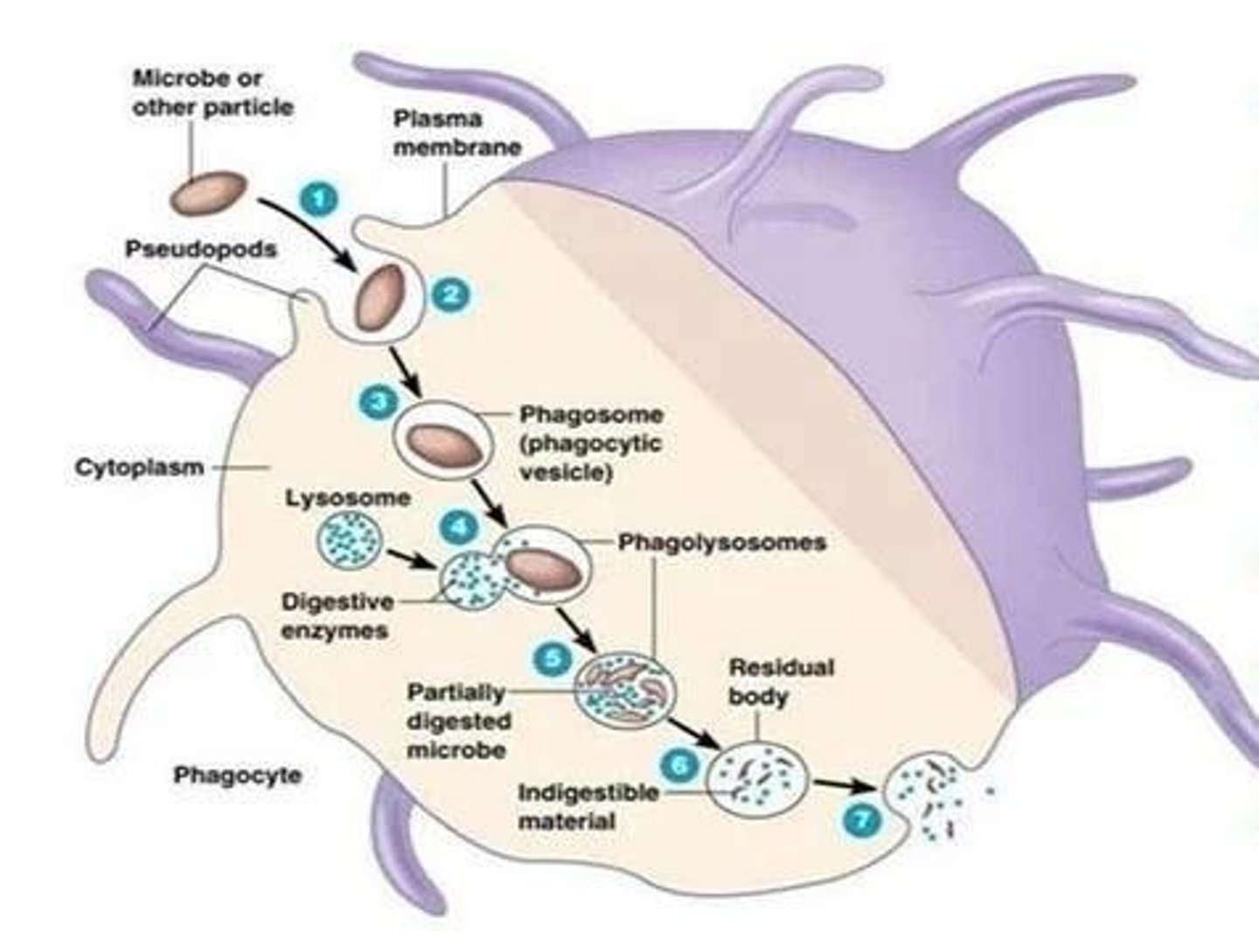 <p>Process of engulfing and digesting pathogens.</p>