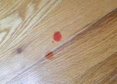 <p>A female dog has blood spotting, what does this indicate?</p>
