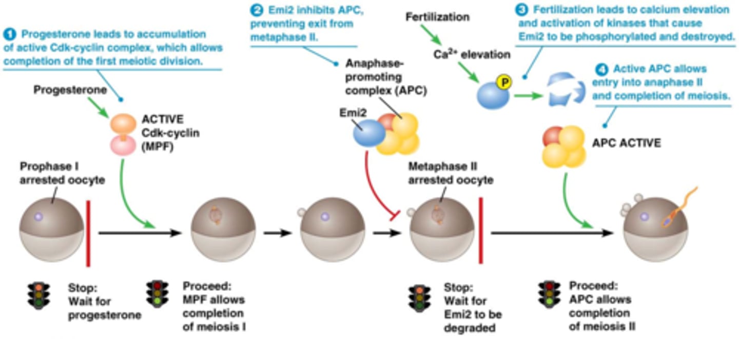 <p>ahv MPF (zie cascade):</p><p>• Profase I: pauze in meiose, wel groeifase</p><p>• Progesteron stimuleert het Moskinase, dat op zijn beurt andere proteinekinasen activeert, en uiteindelijk leidt tot activatie van MPF, vervollediging van meiose I</p><p>• Bij vertebraten stop in metafase II tot aan de fertilisatie.</p><p>• metafase II arrest door Cytostaticfactor (CSF (emi2 bij kikker)) dat het APC complex inhibeert</p><p>• Emi2 bindt en inhibeert APC, na fertilizatie zal Emi2 gefosforyleerd worden en daaropvolgend afgebroken, zodat APC actief is en meiose II kan worden voltooid</p>