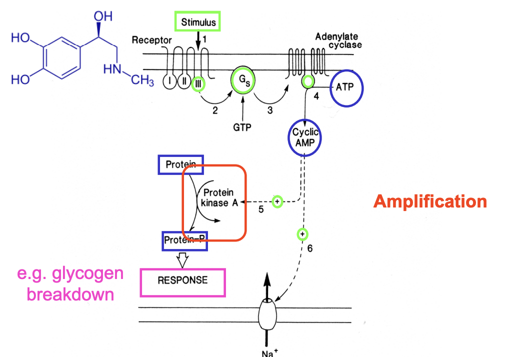<ol><li><p>chemical signal binds to membrane receptor with <strong>7 transmembrane domains</strong></p></li><li><p>induces a conformational change</p></li><li><p>Cytoplasmic domain <strong>III</strong> of the receptor <strong>activates</strong>→ <strong>G protein (Gs)</strong></p></li><li><p>Adenylate cyclase (membrane bound) synthesises cyclic AMP from ATP (<strong>Amplification</strong>)</p></li><li><p>cAMP acts through <strong>protein kinase</strong>→ induce response e.g glycogen breakdown(<strong>Amplification)</strong></p></li></ol><p>ALSO</p><ol start="6"><li><p>cAMP opens Na+ channels in <strong>sense organs</strong></p></li><li><p>Membrane depolarisation and <strong>information transfer</strong></p></li></ol><p></p>
