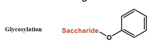 <p>adding a saccharide</p><p></p><p>increases polarity…. increases water solubilty</p><p></p><p>reduces reactivity….reduces oxidation, reuces antiocidant act</p>