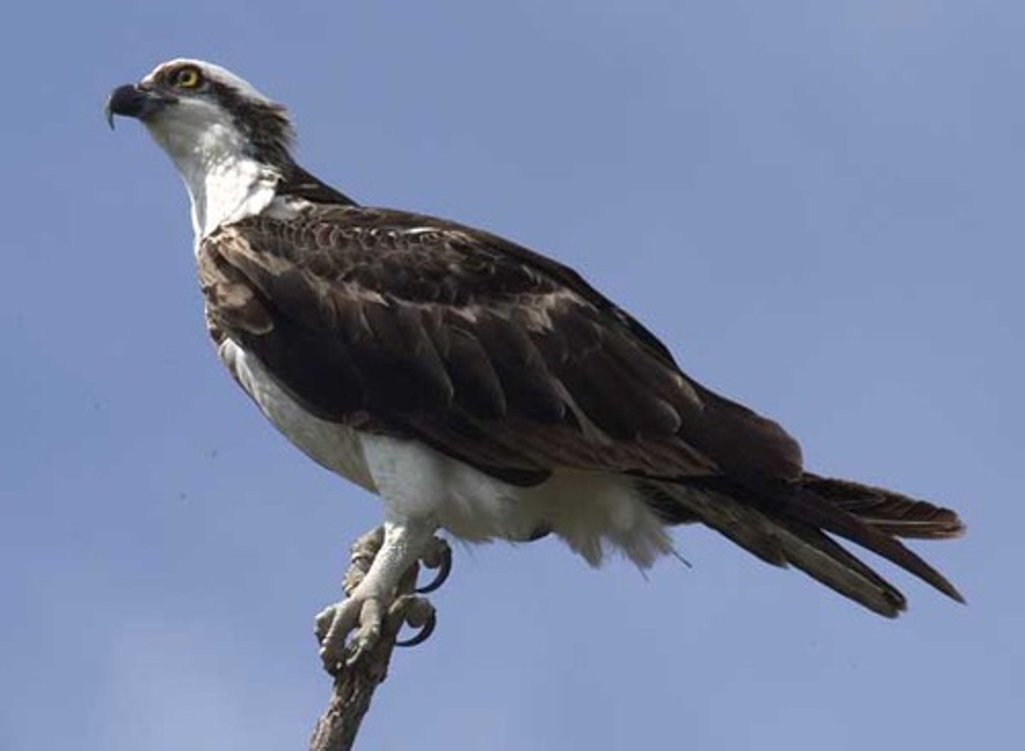 <p>Accipitriformes</p><p>Pandionidae</p>
