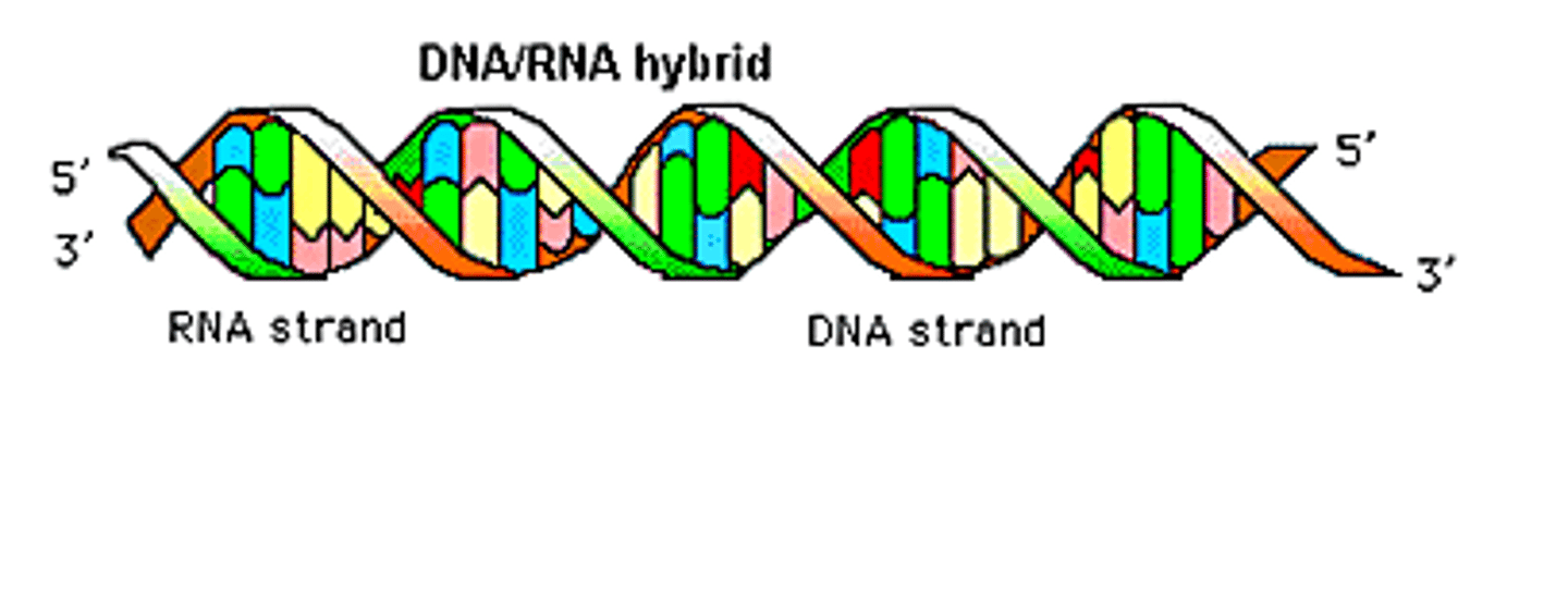 <p>encode amino acids sequences of proteins</p><p>-DNA</p><p>-RNA</p>