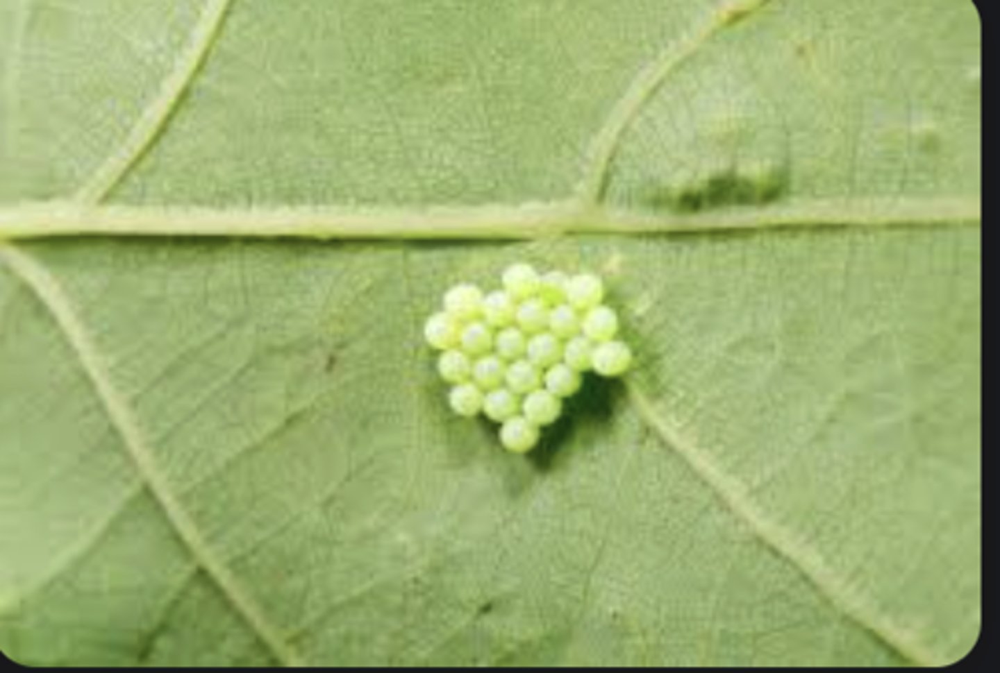 <p>Eggs laid externally; embryo develops outside female body.</p>
