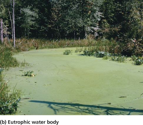 <p>Eutrophication</p>