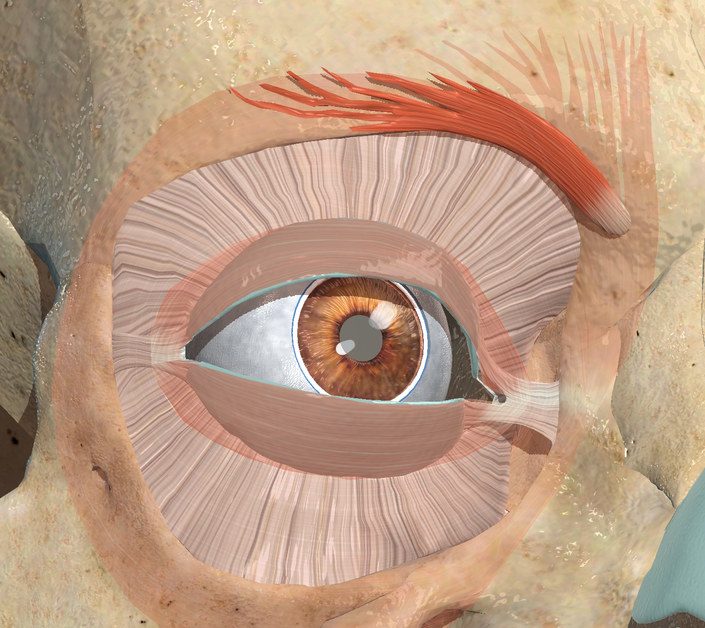 <p>What muscle is this?</p>