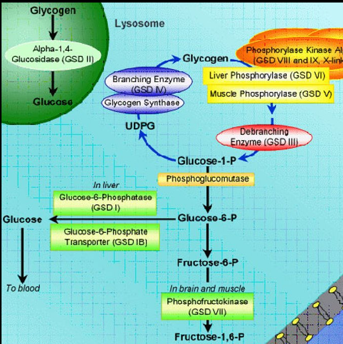 <ul><li><p>Autosomal <mark data-color="yellow" style="background-color: yellow; color: inherit">recessive</mark></p><ul><li><p><mark data-color="green" style="background-color: green; color: inherit">Lysosomal Acid-akpha-Glucosidase (Acid maltase)</mark></p></li><li><p>GAA Deficiency → Lysosomal Glycogen Storage</p></li></ul></li><li><p>Forms</p><ul><li><p>Infantile, Juvenile, Adult onset</p></li></ul></li><li><p><mark data-color="blue" style="background-color: blue; color: inherit">Symptoms</mark></p><ul><li><p>Organs affected by glycogen accumulation</p><ul><li><p>Cardiac, skeletal and smooth muscle</p></li></ul></li><li><p>Muscle and organ enlargement via glycogen storage</p><ul><li><p>Tongue (macroglossia), Heart (cardiomegaly), Liver and spleen</p></li></ul></li><li><p>Progressive muscle breakdown and weakness</p><ul><li><p>Elevated CPK, hypotonia, hypertrophic cardiomyopathy, cardio-respiratory failures</p></li></ul></li></ul></li><li><p>Diagnosed via muscle biopsy with glycogen staining, enzyme, and DNA</p><ul><li><p>Pseudodeficiency = low enzyme but asymptomatic → check DNA</p></li><li><p>New born screening = &lt;10 days in IOPD</p></li></ul></li><li><p><mark data-color="blue" style="background-color: blue; color: inherit">Treatments</mark></p><ul><li><p>Without treatment → Death by 1 year / variable death</p></li><li><p>With treatment outcomes are variable but significant improvement</p></li><li><p>Administer acid alpha-glucosidase algucosidas alfa</p><ul><li><p>Treatment depends on infantile onset or later onset</p></li></ul></li></ul></li></ul><p></p>