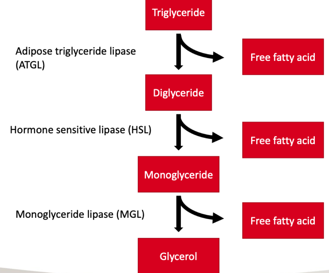 <p>Triglyceride → Diglyceride → Monoglyceride → glycerol</p><p></p><p>Each break down results in the release of a FFA</p>
