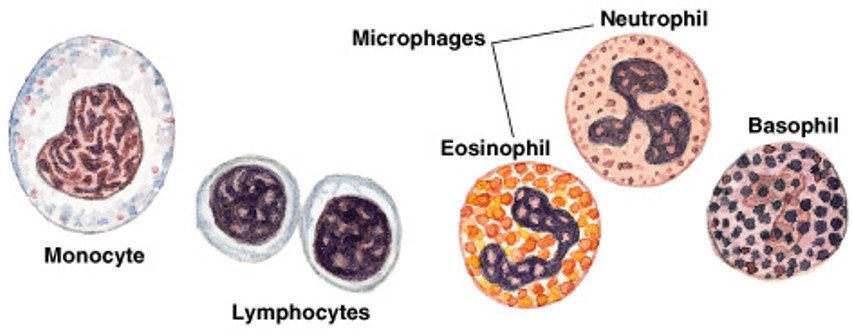<p>Which type of connective tissue has:</p><ul><li><p>Blood and lymph</p></li><li><p>Watery matrix of dissolved proteins</p></li><li><p>Carry specific cell types</p></li></ul><p></p>