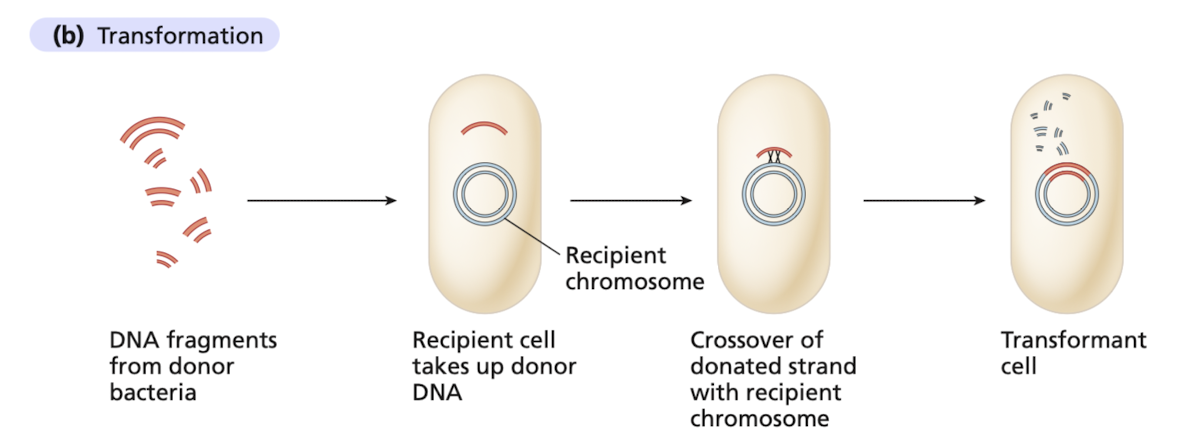 <p>The uptake of DNA from the environment</p><ul><li><p>derived from a donor cell, from the growth medium of the recipient</p></li></ul>