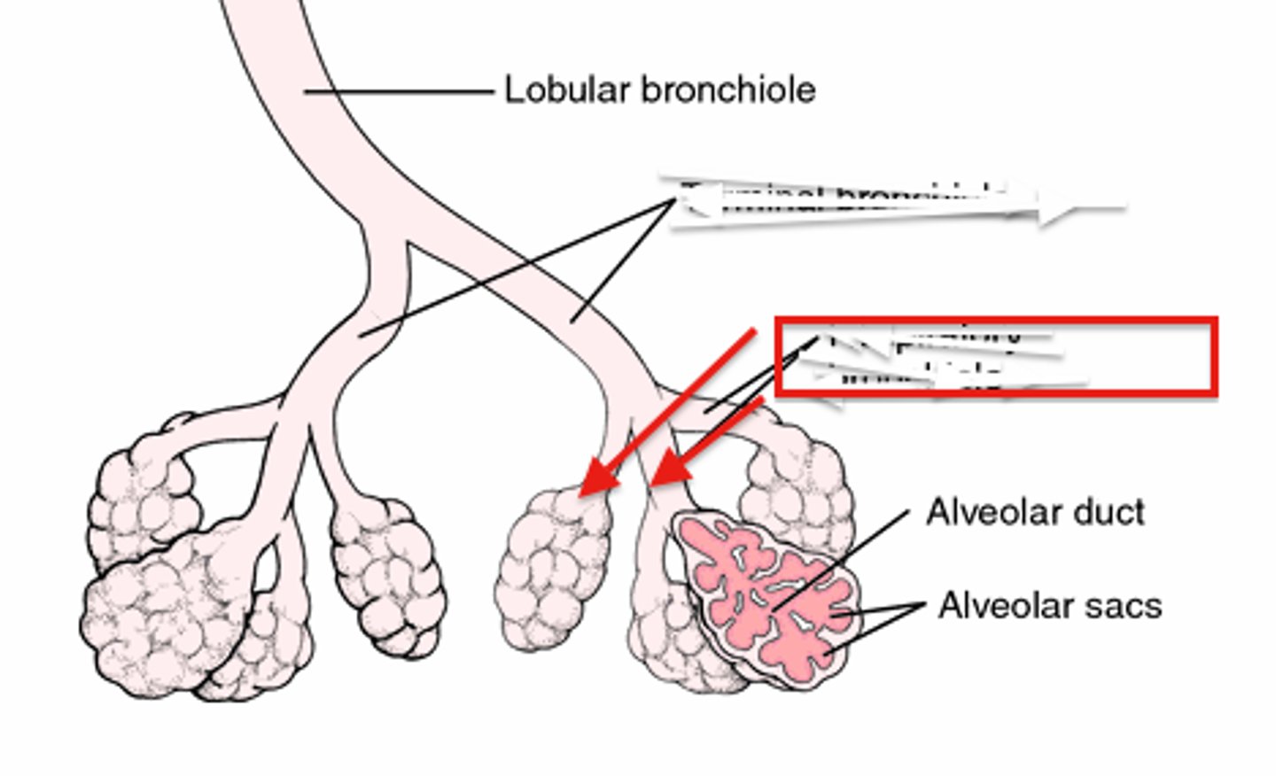<p>branches of the terminal bronchioles that subdivide into several alveolar ducts</p>