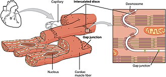 <ul><li><p>Contain contractile myofibrils that ensure coordinated contraction </p></li><li><p>Cells are branched and join with adjacent cells by intercalated discs to ensure rapid spread of depolarisation (electrical impulse) across the whole muscle</p></li></ul><p></p>