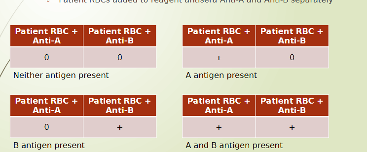 <ul><li><p>patient RBCs mixed with reagent antisera (antibody)</p></li><li><p>determines which antigens present on patient RBC</p></li></ul><p></p>