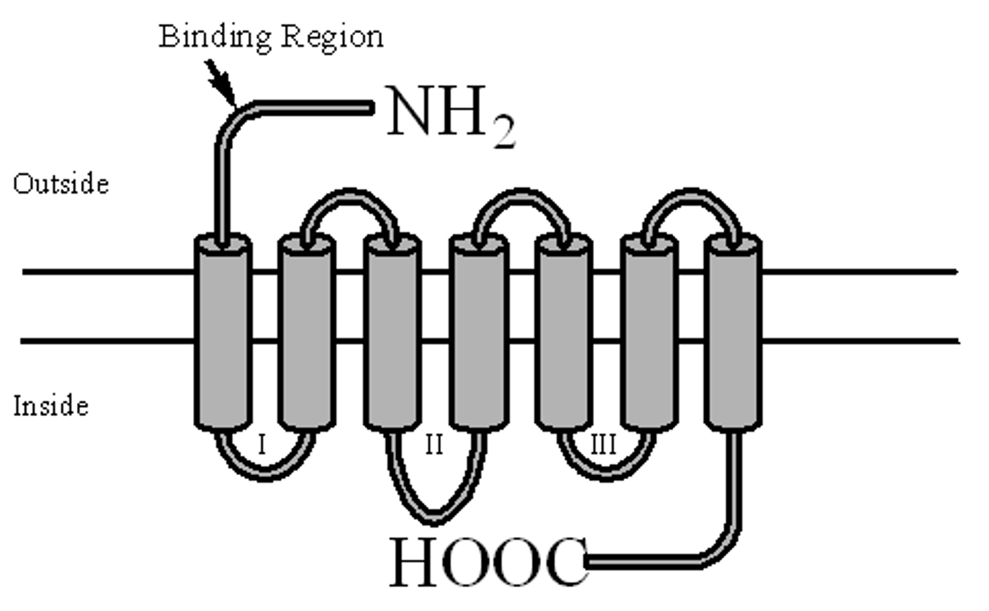 <p>It means that their protein spans the membrane 7 times!</p>