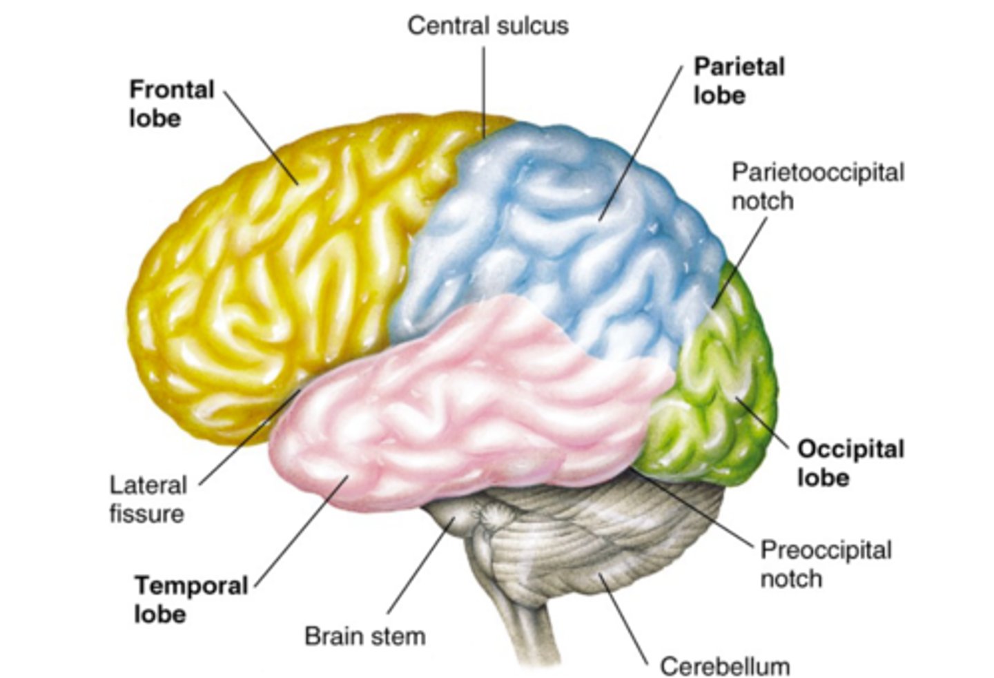 <p>The intricate fabric of interconnected neural cells that covers the cerebral hemispheres; the body's ultimate control and information-processing center.</p>