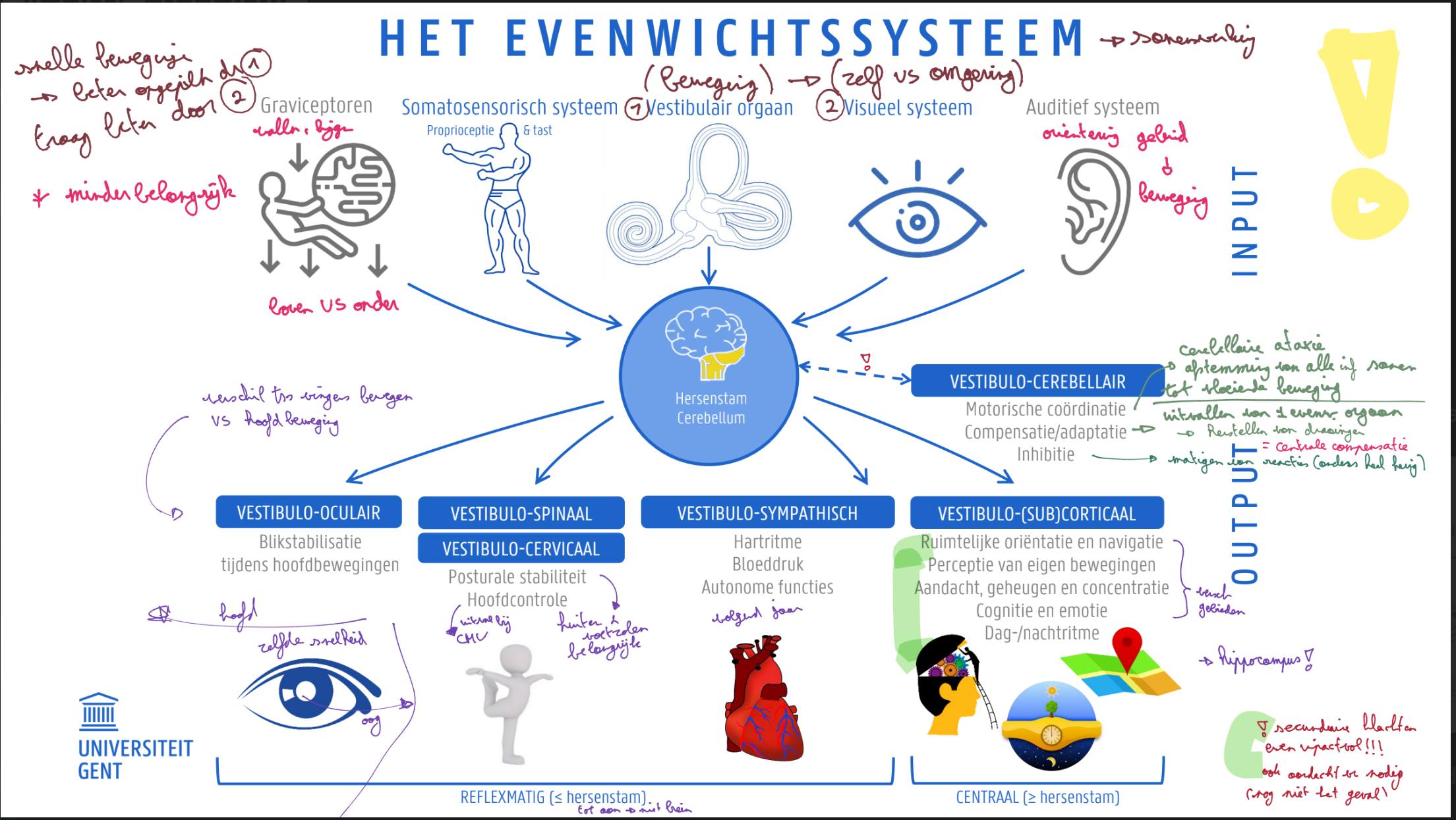 <p><strong><u>Input</u></strong></p><ul><li><p>Belangrijkste input (123)</p></li></ul><ul><li><p><strong>Somatosensorisch systeem</strong></p><ul><li><p><strong>proprioceptie en tast</strong></p></li></ul></li><li><p><strong>Vestibulair orgaan</strong></p><ul><li><p><strong>beweging</strong></p></li><li><p><strong>snelle bewegingen</strong></p></li></ul></li><li><p><strong>Visueel systeem</strong></p><ul><li><p><strong>onderscheiding van eigen beweging vs. omgeving</strong></p></li><li><p><strong>trage bewegingen</strong></p></li></ul></li><li><p>Auditief systeem</p><ul><li><p>oriëntatie van waar geluid komt (en dus ook een beetje waar jij staat)</p></li></ul></li></ul><ul><li><p>Graviceptoren</p><ul><li><p>boven vs. onder (vallen/liggen …)</p></li></ul></li></ul><p><strong><u>VESTIBULO-CEREBELLAIR</u></strong></p><ul><li><p>Motorische coördinatie</p><ul><li><p>afstemmen van alle input op elkaar om vloeiende beweging te krijgen (cerebellaire ataxie als dit niet goed werkt)</p></li></ul></li><li><p>Compensatie/adaptatie</p><ul><li><p>uitvallen van 1 evenw. orgaan → herstellen van draaingen (cerebellaire compensatie)</p></li></ul></li><li><p>Inhibitie</p><ul><li><p>matigen van reacties (anders heel hevig)</p></li></ul></li></ul><p><strong><u>Output</u></strong></p><ul><li><p>VESTIBULO-OCULAIR (reflexmatig (≤ hersenstam))</p><ul><li><p>Blikstabilisatie tijdens hoofdbewegingen</p></li><li><p>Als je hoofd draait, draaien je ogen even snel in de tegengestelde richting</p></li></ul></li><li><p>VESTIBULO-SPINAAL / VESTIBULO-CERVICAAL (reflexmatig (≤ hersenstam))</p><ul><li><p>Posturale stabiliteit → kuiten en voetzolen belangrijk!</p></li><li><p>Hoofdcontrole → uitval bij CMV</p></li></ul></li><li><p>VESTIBULO-SYMPATHISCH (reflexmatig (≤ hersenstam))</p><ul><li><p>Hartritme, bloeddruk, autonome functies</p></li></ul></li><li><p>VESTIBULO-(SUB)CORTICAAL (CENTRAAL (≥ hersenstam))</p><ul><li><p>Ruimtelijke oriëntatie en navigatie </p></li><li><p>Perceptie van eigen bewegingen </p></li><li><p>Aandacht, geheugen en concentratie </p></li><li><p>Cognitie en emotie </p></li><li><p>Dag-/nachtritme</p></li><li><p>allemaal verschillende gebieden in brein</p></li><li><p>secundaire klachten even impactvol → meer aandacht voor nodig (nog niet echt het geval)</p></li></ul></li></ul><p>Werkt allemaal samen</p>