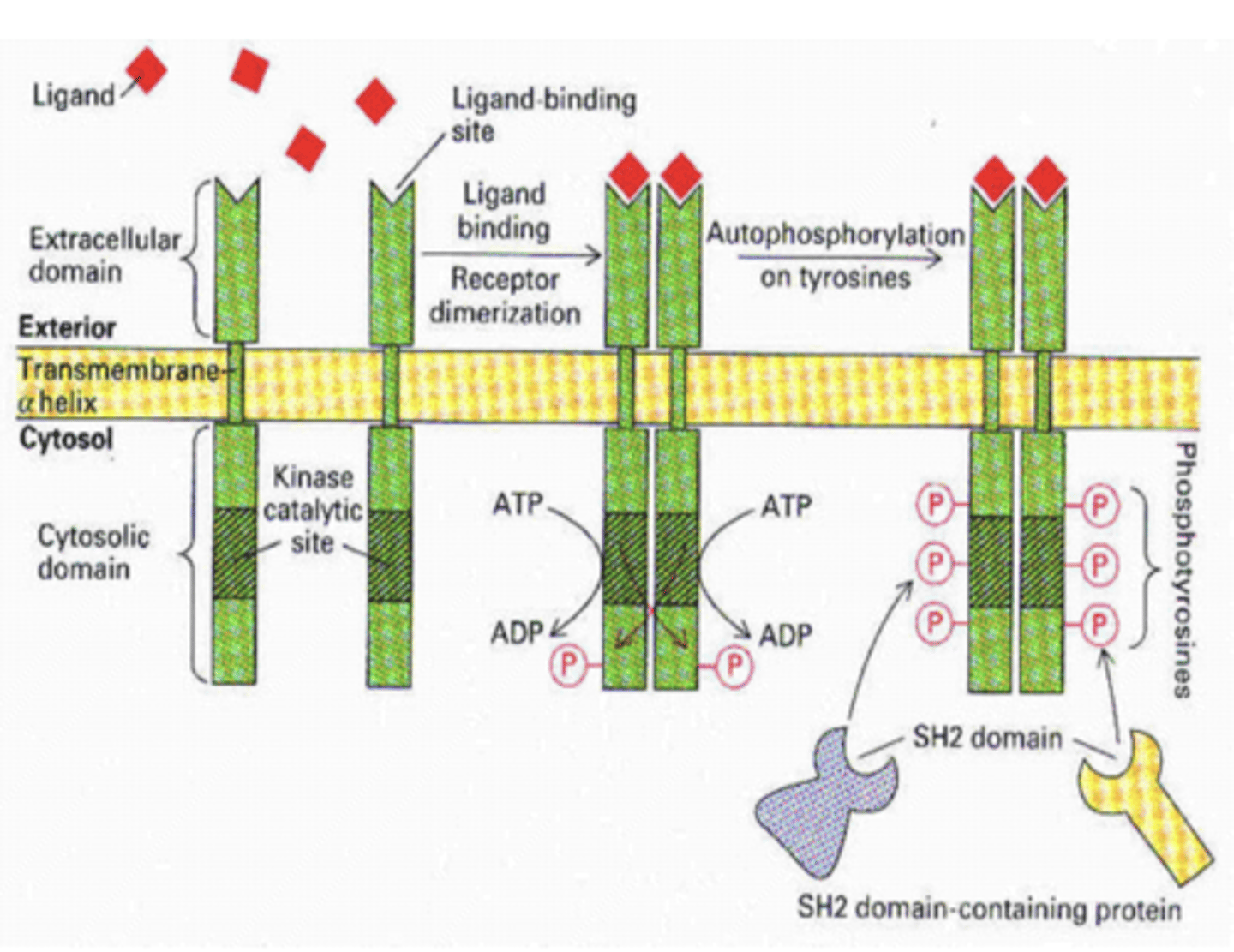 <p>- RTKs are activated by ligand-induced oligomerization (dimerization), which juxtaposes the cytoplasmic tyrosine kinase domains</p><p>- The activated tails then phosphorylate each other on several tyrosine residues</p>