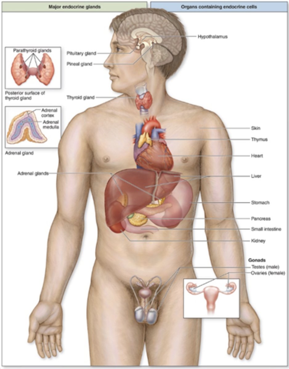 <p>Which organs have endocrine functions? (5)</p>