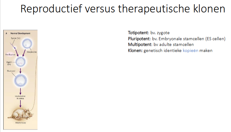 <p>64-cellig stadium van embryo</p>