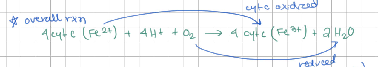 <p>COX oxidizes <u>cytochrome C</u>, reduces <u>O<sub>2</sub></u> (<u>4</u> electrons)</p><p>→ <u>2</u> H<sub>2</sub>O released</p>
