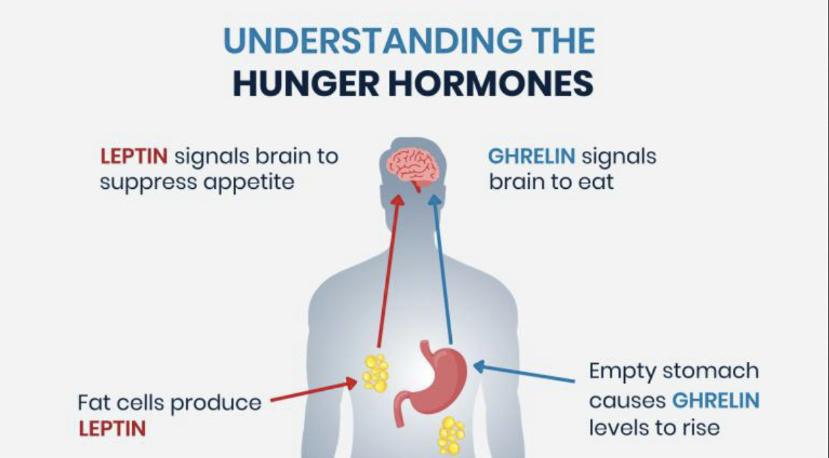 <p>glucose: blood-sugar level</p><p>ghrelin: increases before eating and reduces after eating</p><p>satiation signals: reduce the desire to eat such as CCK cholecystokinin</p><p>leptin: high levels→obesity, low levels→less fat</p><p>insulin: from pancreas<br>body fat→cells become less responsive to insulin→high insulin→higher risk of type 2 diabetes</p><p>external factors: eating habits, culture, food cues</p>