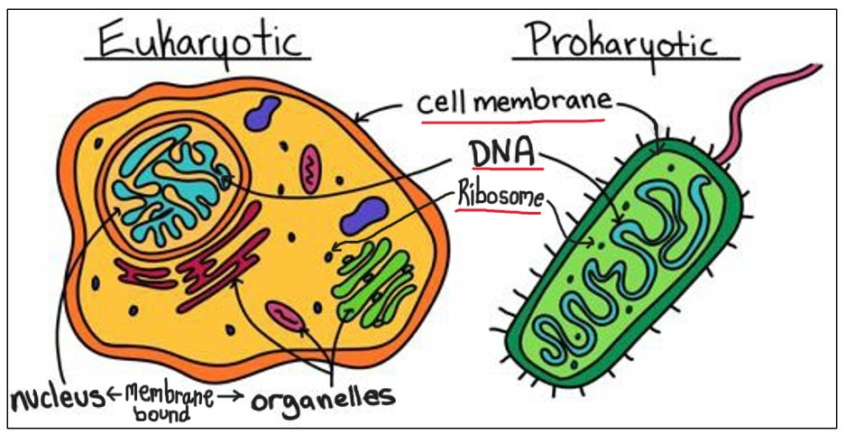 <p>Eukaryotic cells </p>