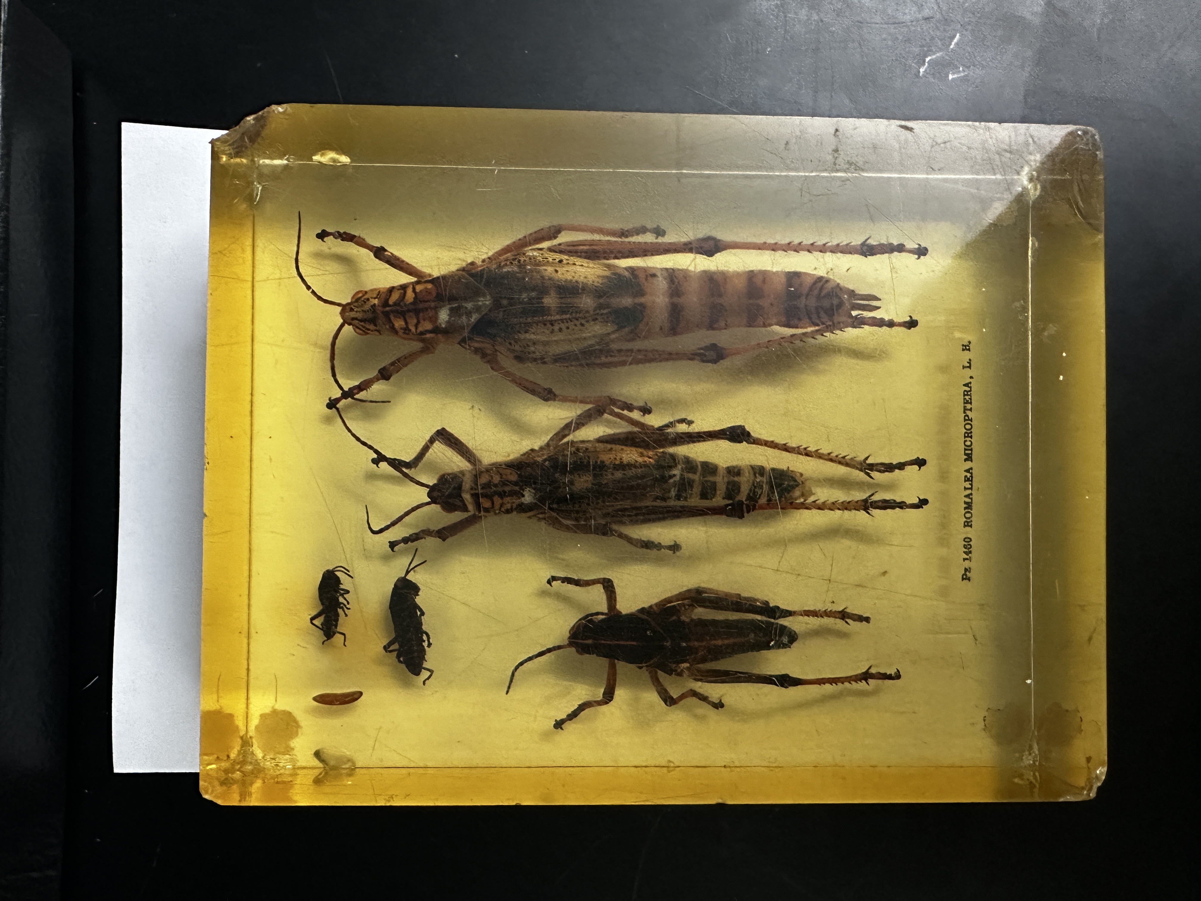 <p>Identify (Grouping(s), Phylum, Subphylum)</p>