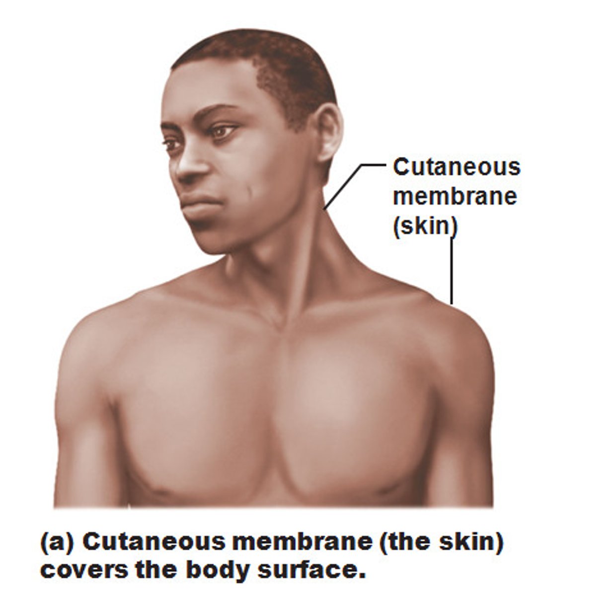 <p>The skin; composed of epidermal and dermal layers</p>