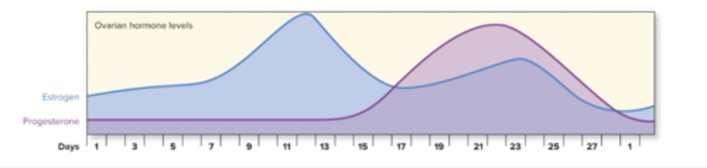 <p>Day 14; the rapid increase in estrogen triggers the release of Luteinizing Hormone from the anterior pituitary gland, which stimulates ovulation.</p><p>3 multiple choice options</p>