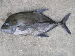<p>Entirely blackish or dark gray color (can have pale underneath)</p><p>Fins are darker than the body</p><p>Steep forehead</p><p>Jaw extends to middle of the eyes</p>