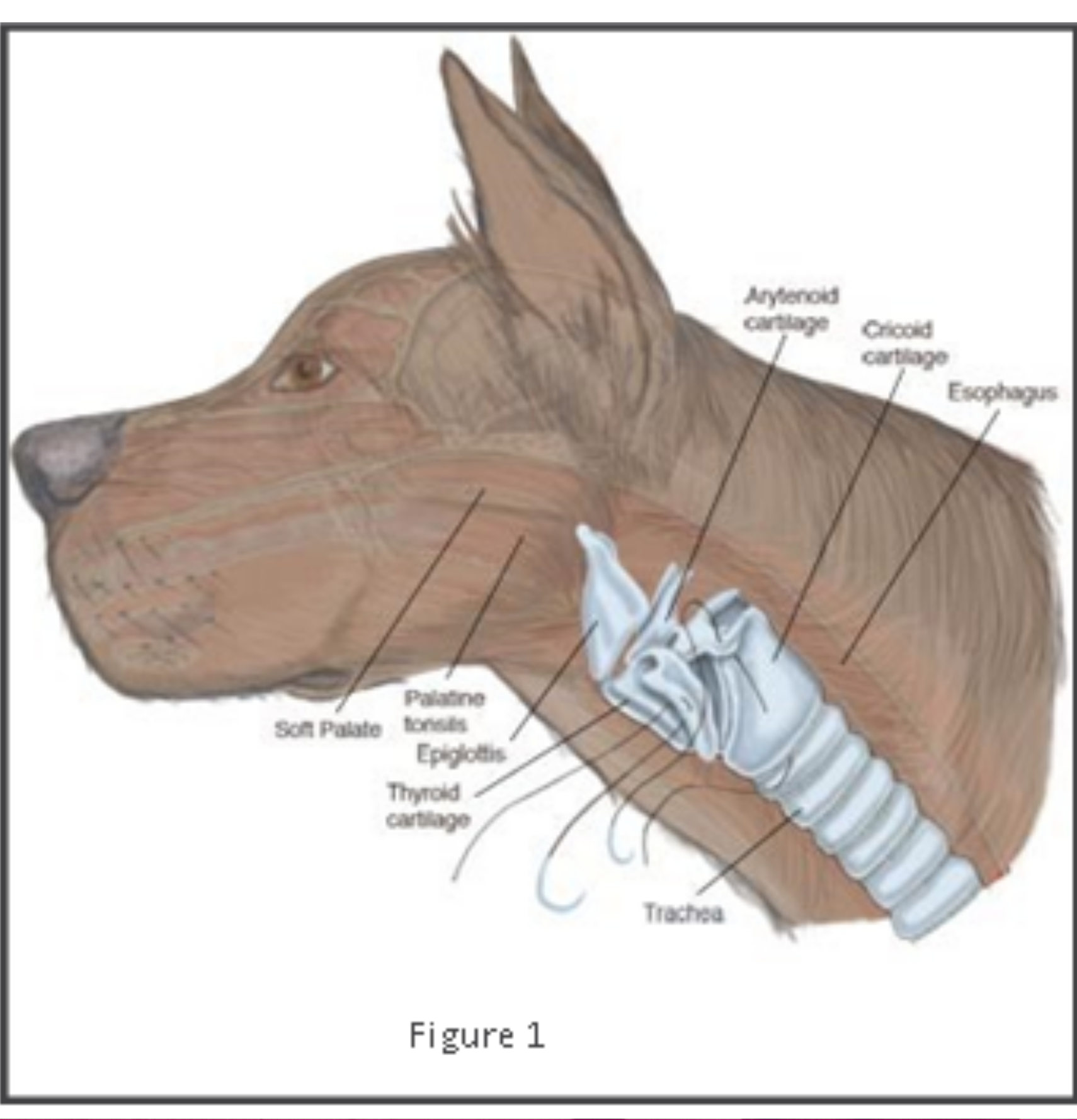 <ol><li><p>epiglottis: flap of cartilage that covers trachea during swallowing</p></li><li><p>thyroid cartilage: forms front &amp; sides of larynx, in front of cricoid</p></li><li><p>cricoid cartilage: below ^, forms complete circle around larynx</p></li><li><p>arytenoid cartilage: small, triangular, sit on top of ^</p></li></ol><p></p>