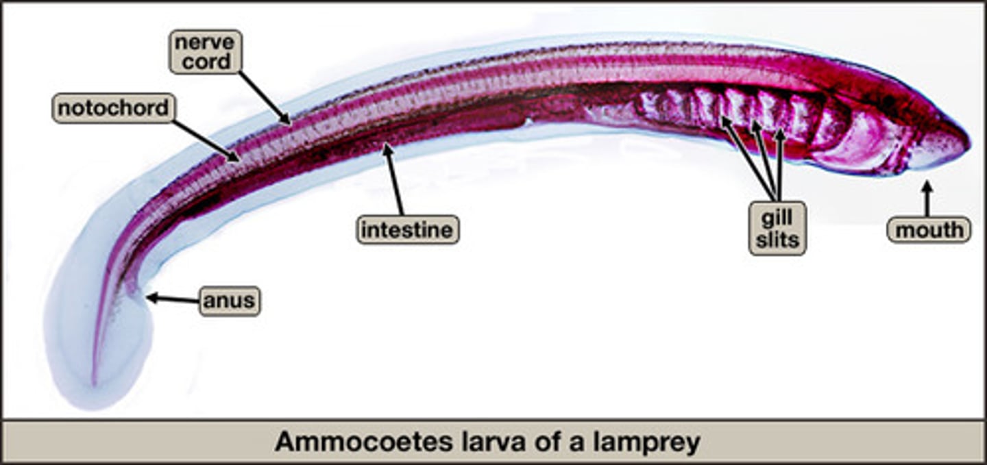 <p>name/phylum/subphylum</p>