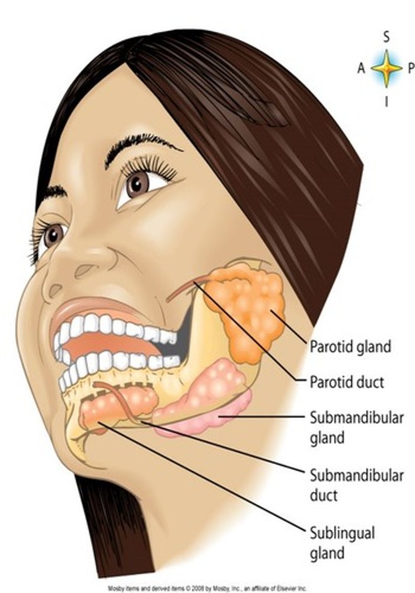 <p>Parotid, Submandibular, and Sublingual glands</p>