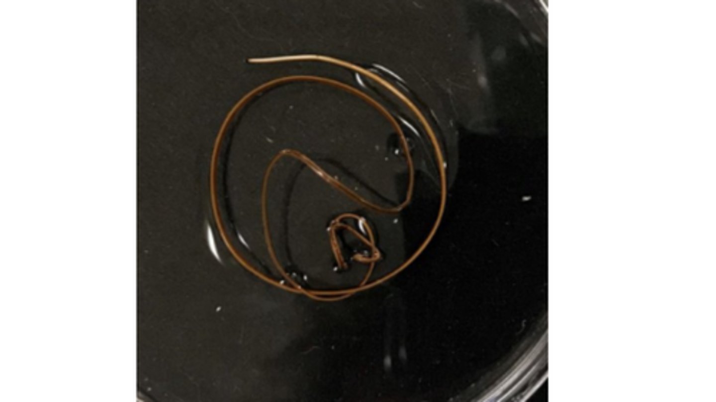 <p>AKA Horsehair worms </p><p>-Larval stages develop in arthropods (crickets, grasshoppers)</p><p>-Adult stages are free-living</p>