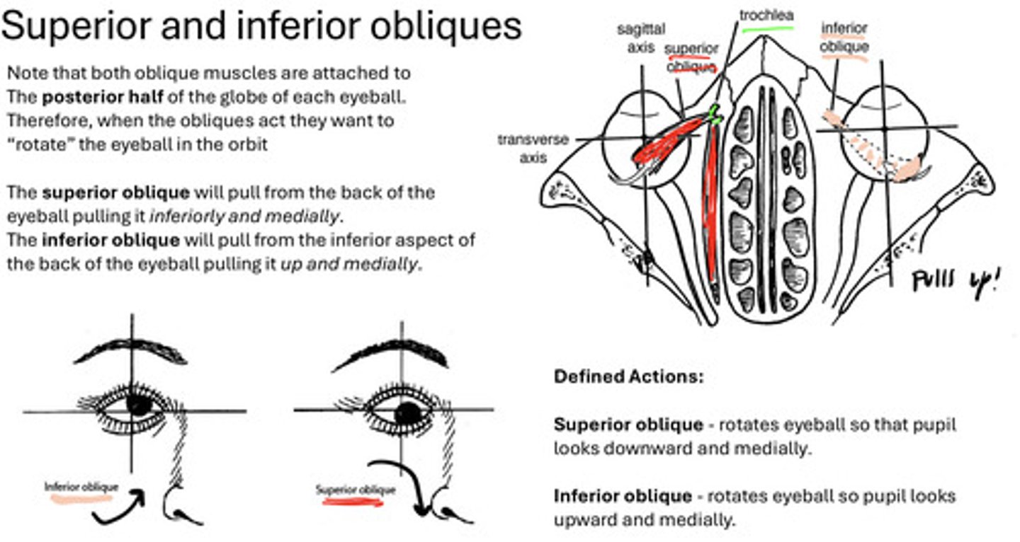 <p>rotate the eyeball in the orbit</p>