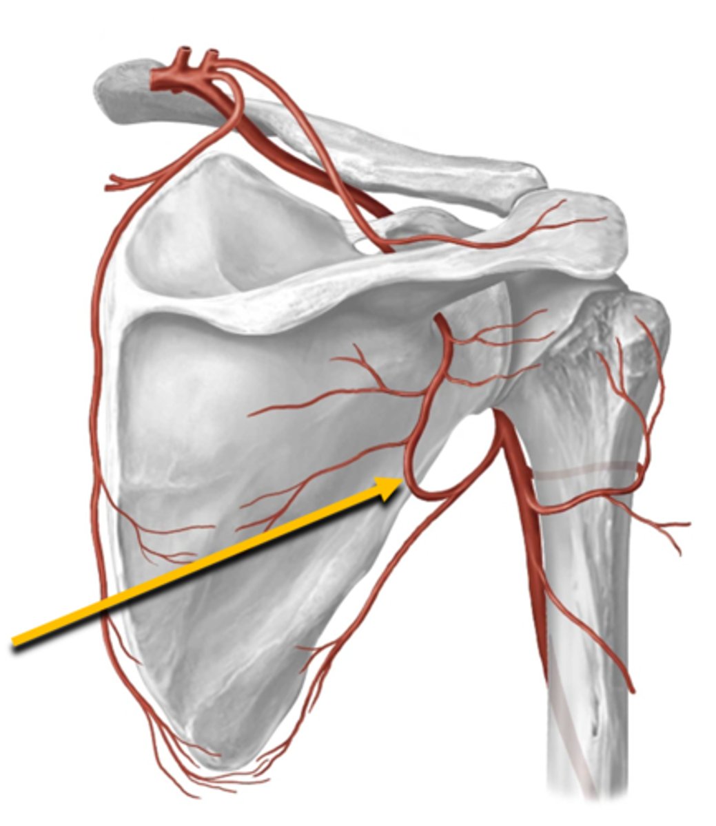 <p>comes off subscapular which comes off axillary artery</p>