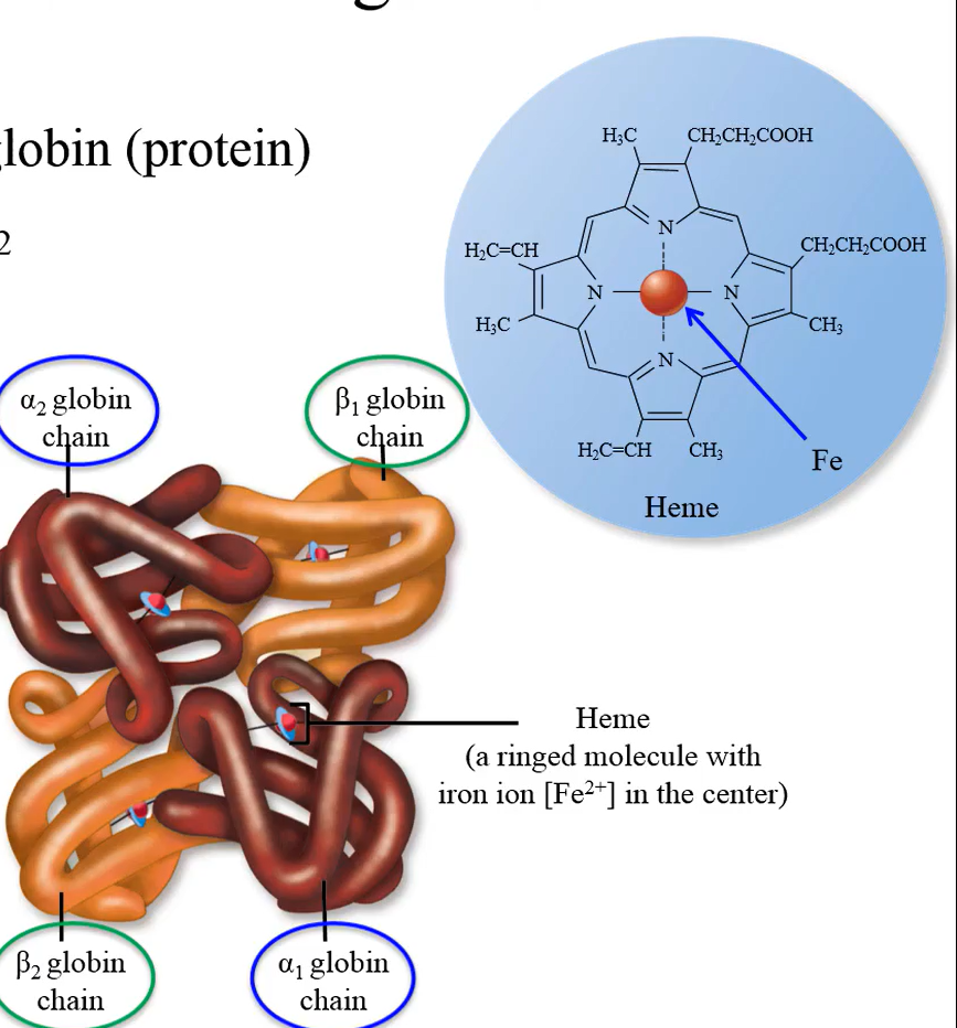 <p>4 globin chains (2 alpha and 2 beta chains), 4 heme groups and 4 divalent iron atoms (divalent; 2+)</p>