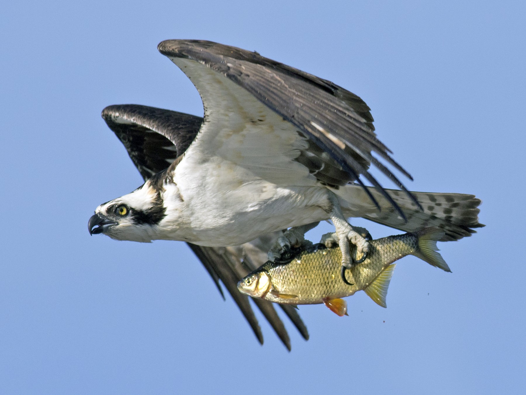 <p>Osprey</p>